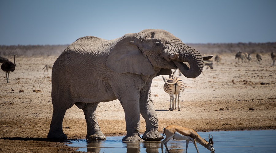 Elephant drinking water in 2 days Tanzania safari