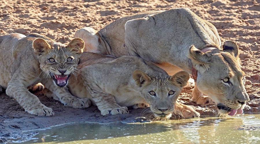 Lions in 2 days Tanzania safari tour