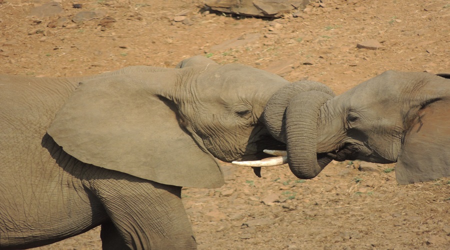 Elephant playing during 3 days Tanzania safari
