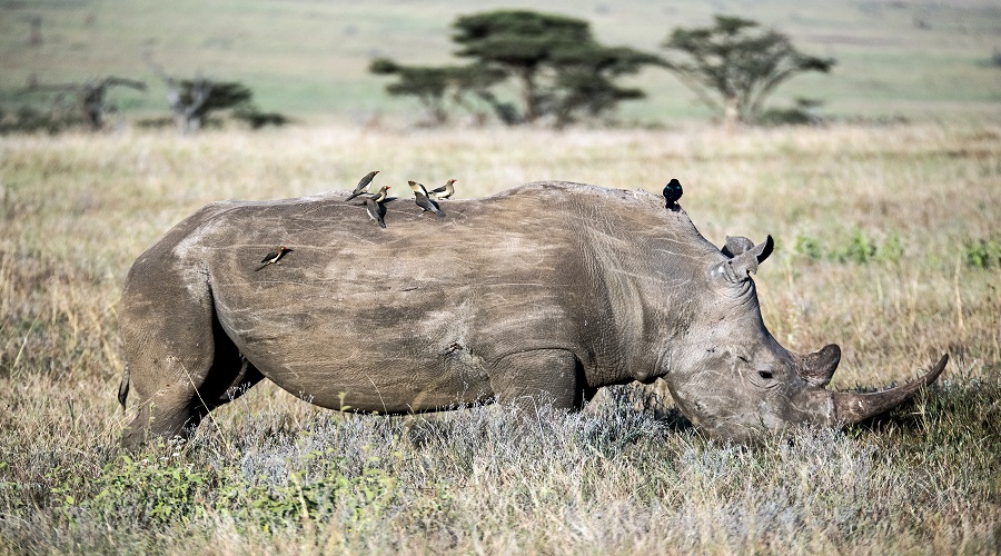 Rhino in Ngorongoro Crater during 3 days Tanzania safari