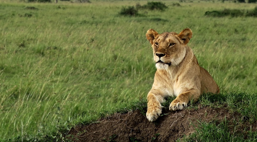 Lioness takes a rest in Serengeti in 3 days Tanzania sharing safari
