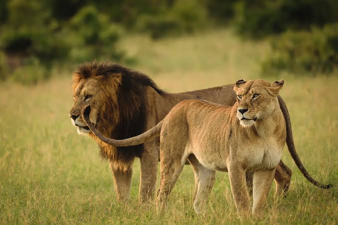 Lions spotted in 1 day Tanzania private safari