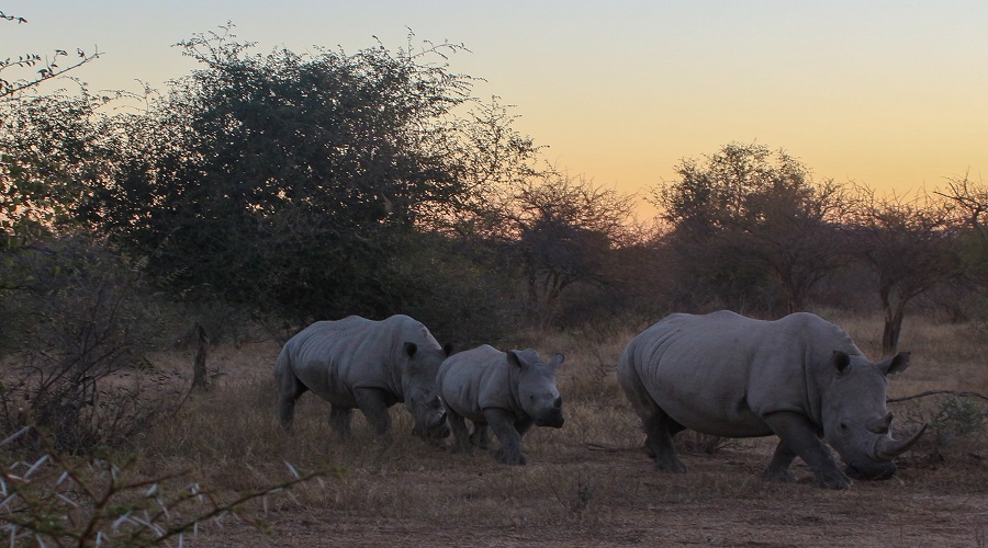 Rhinos in Ngorongoro Crater during Tanzania 3 days sharing safari
