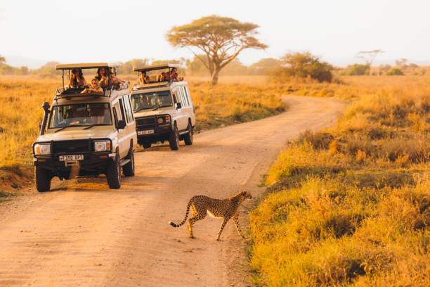 1-Day Serengeti Safari from Arusha, Mwanza, Zanzibar & Dar es Salaam