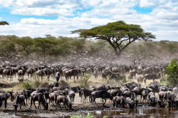 10-day Serengeti Migration Safari Tour Package