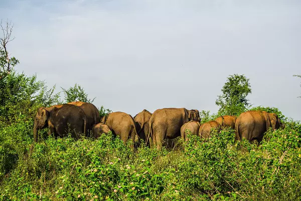 A group of elephants spotted during the 3-day Tanzania group sharing safari in Tarangire