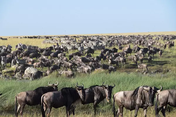 5-day Serengeti Migration Safari Tour Package