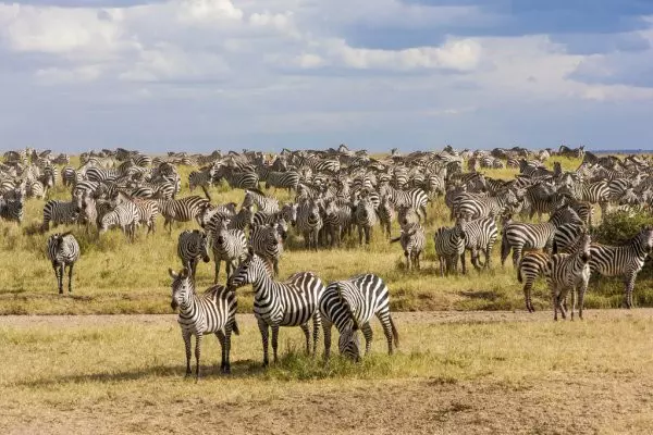 5-Day Tanzania Luxury Safari Tour Package