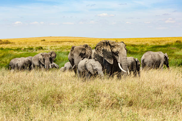 5-Day Tanzania Safari Tour Package