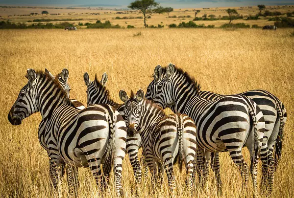 7-day Tanzania luxury safari tour package