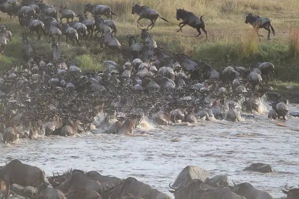 8-day Serengeti Migration Safari Tour Package