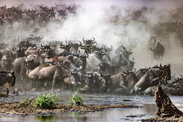 9-day Serengeti Migration Safari Tour Package