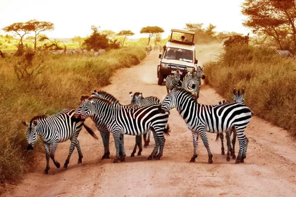 Tanzania Luxury Safaris