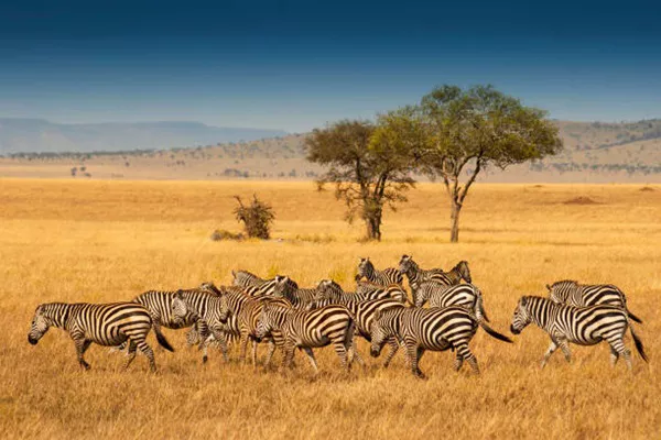 Tanzania Private Safaris