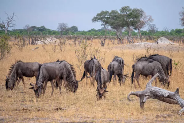 Tanzania Sharing Safaris